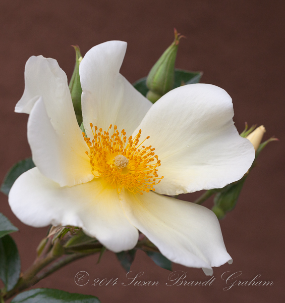 susan brandt graham